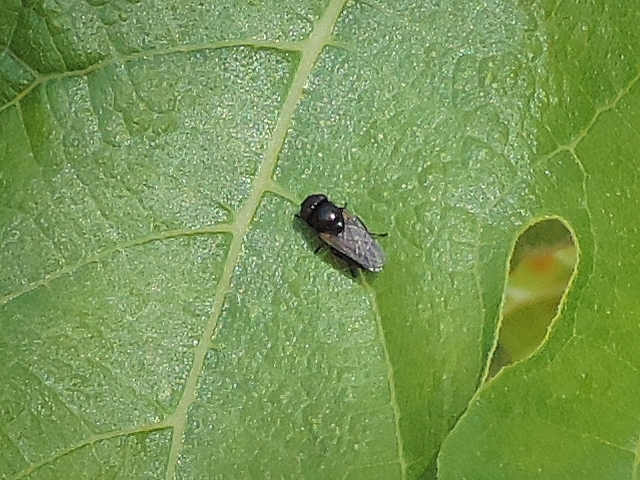 Mouche sosie � identifier, sur feuille de figuier.