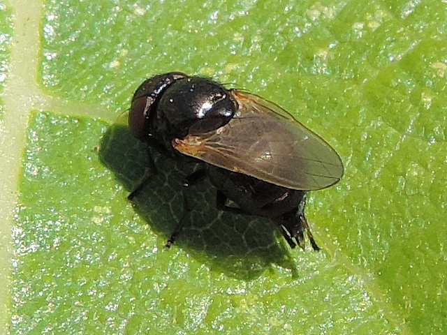 Esp�ce de la famille des Lonchaeidae � identifier, sur feuille de figuier.