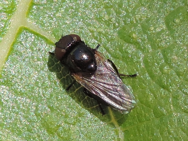 Esp�ce de la famille des Lonchaeidae � identifier, sur feuille de figuier