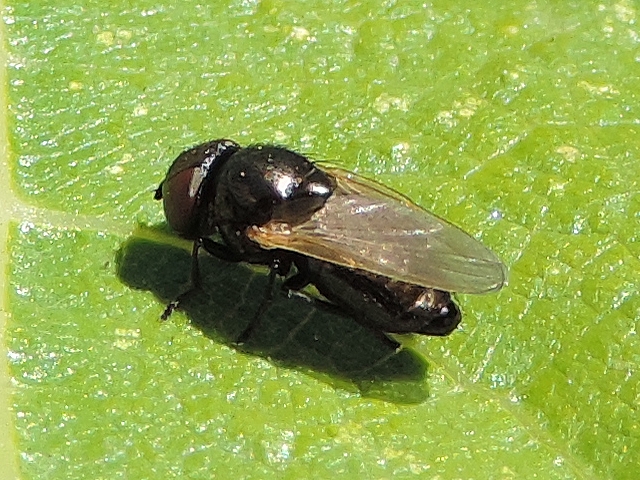 Esp�ce de la famille des Lonchaeidae � identifier, sur feuille de figuier.