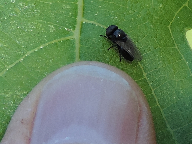 Esp�ce � identifier, sur feuille de figuier par grand vent.
