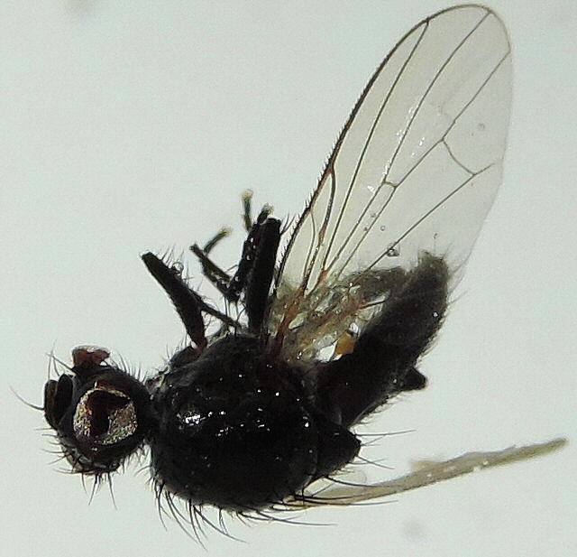 Mouche sosie � la surface de l'eau ; esp�ce non identifi�e