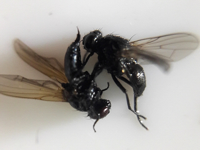 Silba adipata McAlpine (� gauche) et mouche sosie non identifi�e (� droite)