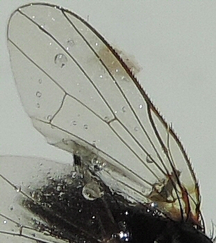 Aile d'une mouche sosie � la surface de l'eau ; esp�ce non identifi�e