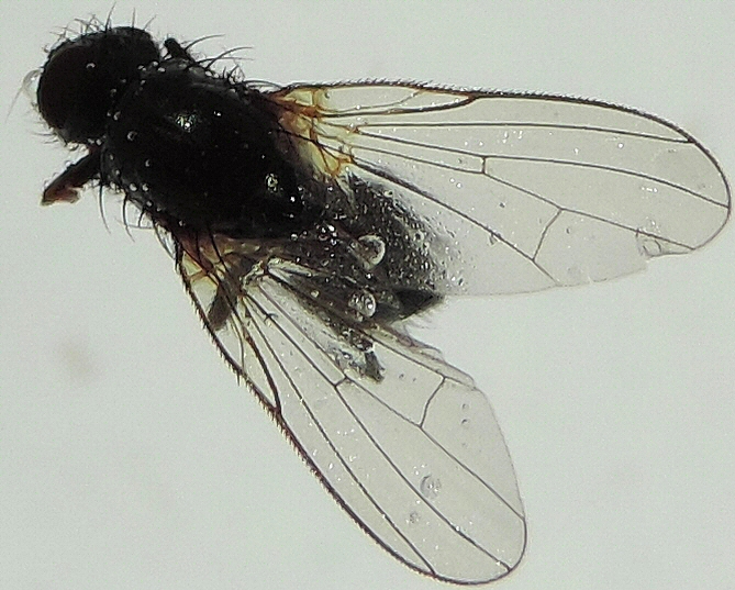 Mouche sosie � la surface de l'eau, dans une coupelle ; esp�ce non identifi�e.