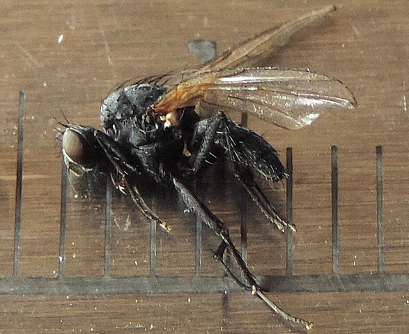 Mouche sosie ; esp�ce non identifi�e