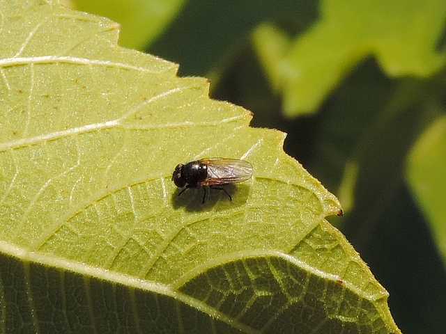 Mouche sosie � identifier, sur feuille de figuier