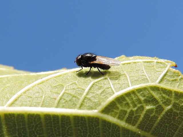 Mouche sosie � identifier, sur feuille de figuier