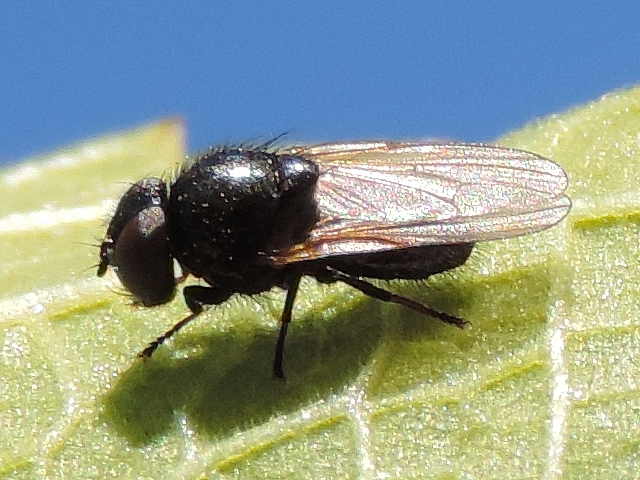 Esp�ce sosie � identifier, sur feuille de figuier