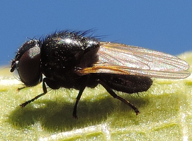Esp�ce sosie � identifier, sur feuille de figuier