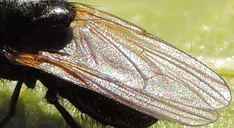 Nervation du bord ant�rieur de l'aile de l'esp�ce sosie � identifier