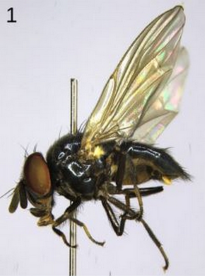 Neosilba flavitarsis MacGowan & Lasa, 2025 (sp�cimen m�le).