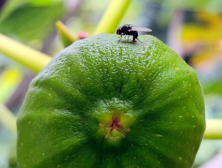 Neosilba sp. femelle en position de ponte dans un trou de sortie de larve de Silba adipata McAlpine.