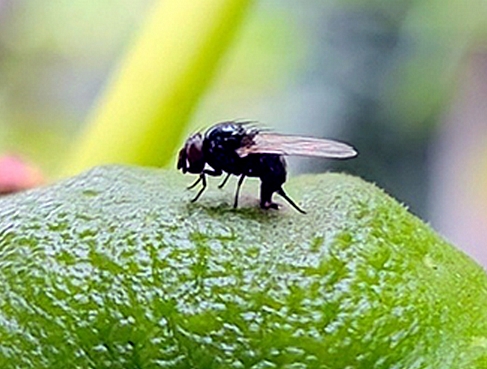 Neosilba sp. femelle en position de ponte dans un trou de sortie de larve de Silba adipata McAlpine.
