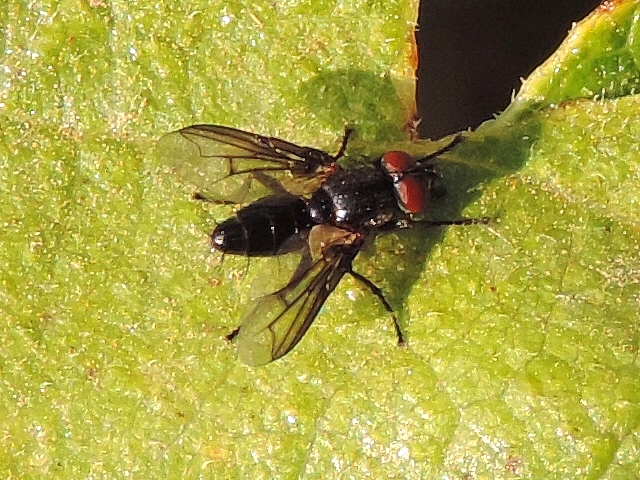 Nyctia halterata Panzer sur feuille de figuier
