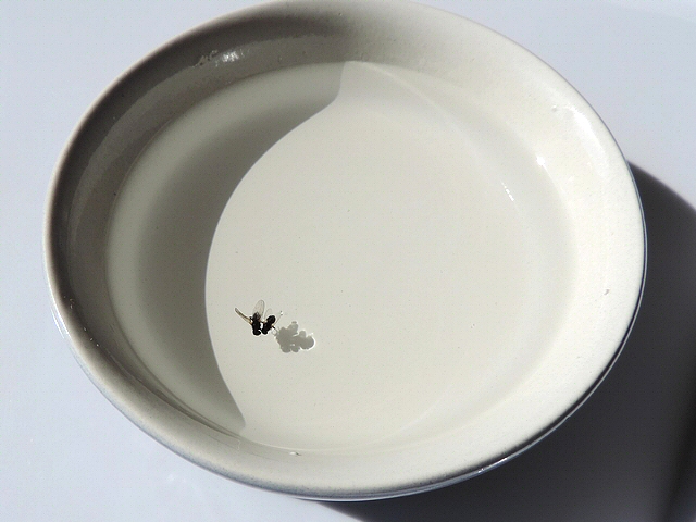 Deux mouches � la surface de l'eau, dans une coupelle plate.