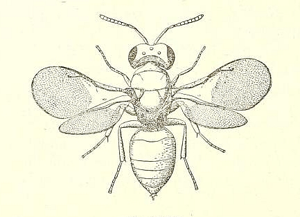 Pachyneuron vindemmiae Rondani, individu femelle