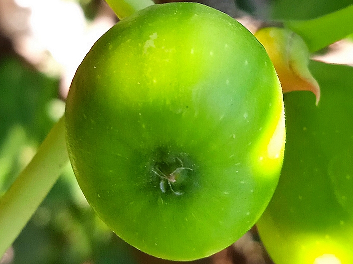 Ficus carica 'Parsott Abjad' : �cailles ostiolaires (figue immature 1)