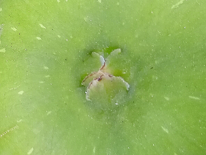 Ficus carica 'Parsott Abjad' : �cailles ostiolaires (figue immature 2)