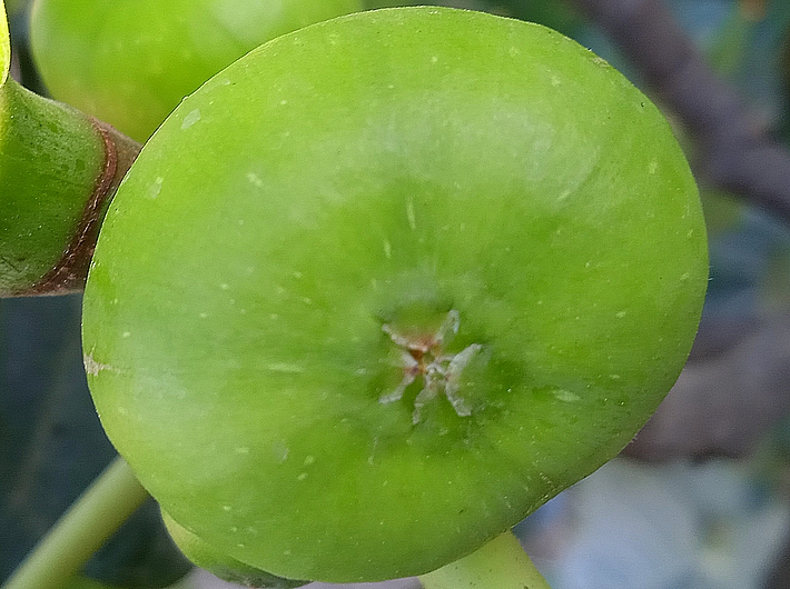 Ficus carica 'Parsott Abjad' : �cailles ostiolaires (figue immature 3)