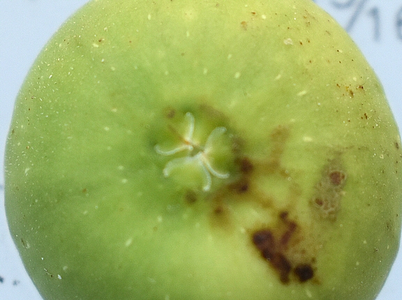 Ficus carica 'Parsott Abjad' : �cailles ostiolaires (figue immature 8)