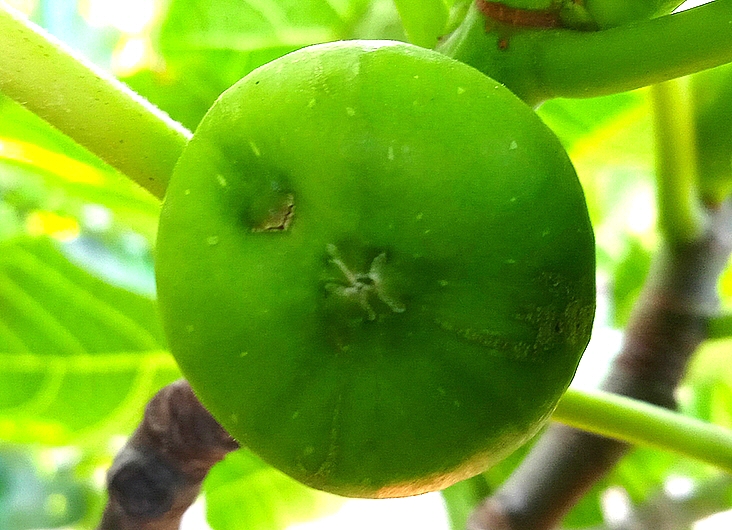 Ficus carica 'Parsott Abjad' : �cailles ostiolaires (figue immature 5)