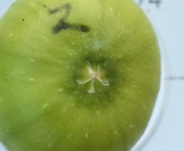 Ficus carica 'Parsott Abjad' : �cailles ostiolaires (figue immature 9)
