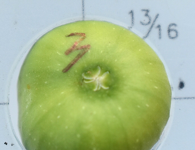 Ficus carica 'Parsott Abjad' : �cailles ostiolaires (figue immature 10)