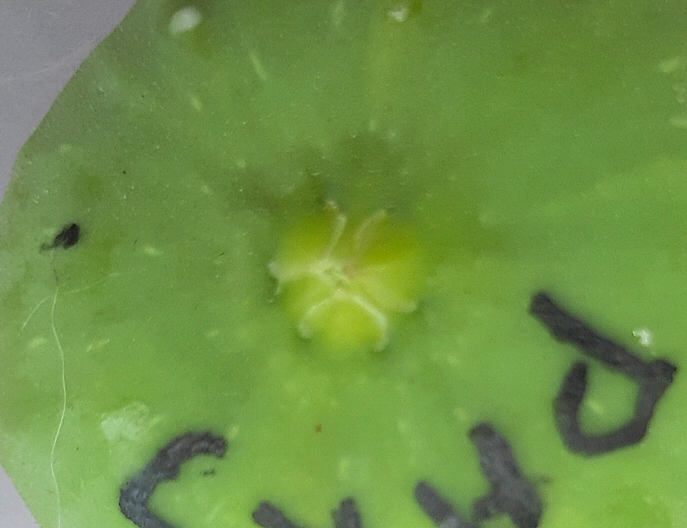 Ficus carica 'Parsott Abjad' : �cailles ostiolaires (figue immature 11)