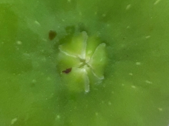 Ficus carica 'Parsott Abjad' : �cailles ostiolaires (figue immature 12)