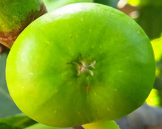 Ficus carica 'Parsott Abjad' : �cailles ostiolaires (figue immature 7)