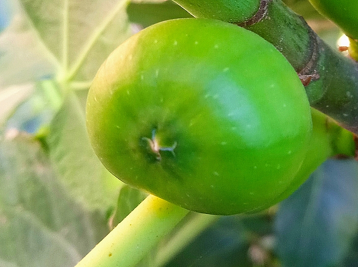 Ficus carica 'Parsott Abjad' : �cailles ostiolaires (figue immature 8)