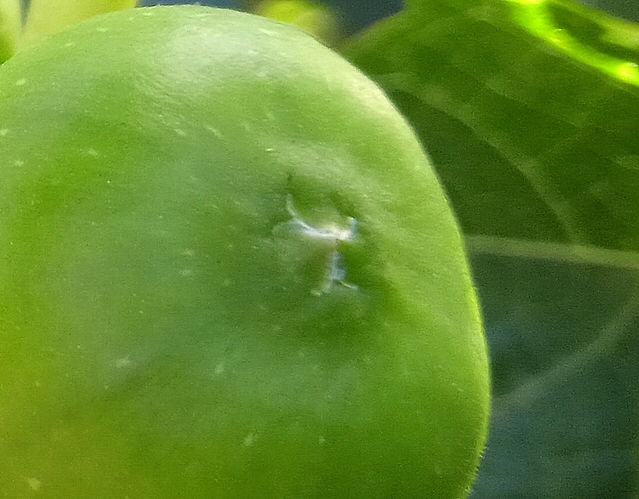 Ficus carica 'Parsott Abjad' : �cailles ostiolaires (figue immature 9)