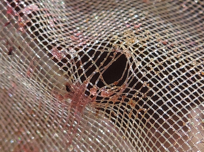 Trou de coup de bec d'une pie sur sachet en organza (la figue a m�ri)