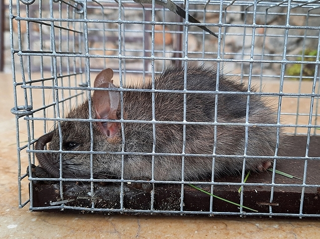 Rat des champs captur� au pied d'un figuier dont il attaquait les figues immatures ensach�es.