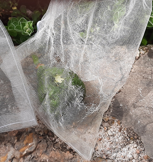 Sachet en organza d�chir�, abandonn� au sol par un rat des champs.