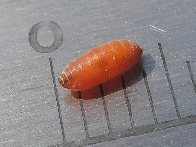 Silba adipata McAlpine : pupe (longueur 4 mm)