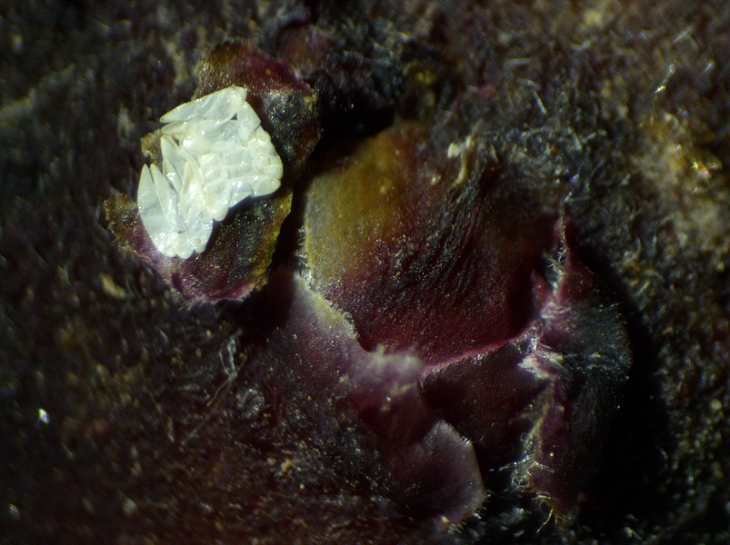 Silba adipata McAlpine : amas de 11 chorions sous une �caille ostiolaire.d'une figue immature rougie 'Grise de la Sain-Jean'.