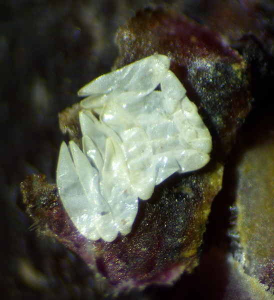 Silba adipata McAlpine : d�tail de l'amas de 11 chorions sous une �caille ostiolaire.d'une figue immature rougie 'Grise de la Sain-Jean'.