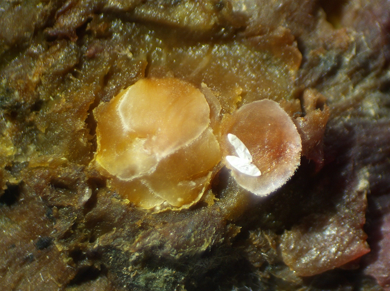 Silba adipata McAlpine : 2 chorions sous une �caille ostiolaire de niveau 2 d'une figue immature rougie 'Grise de la Saint-Jean'