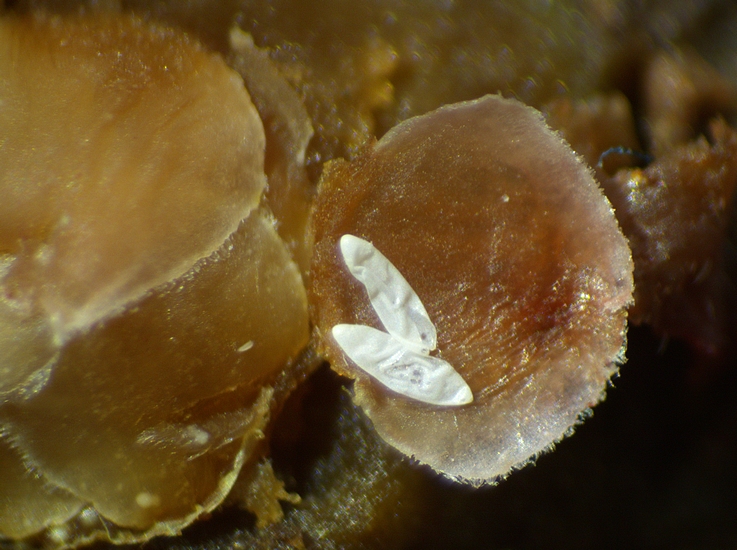 Silba adipata McAlpine : 2 chorions sous 1 �caille ostiolaire de seconfd niveau d'une figue immature rougie.