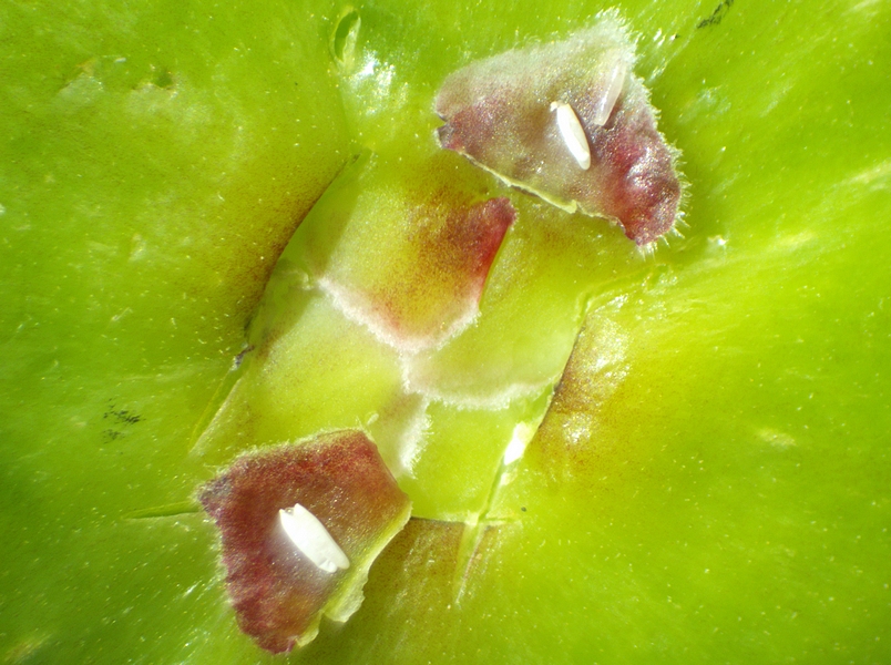 Silba adipata McAlpine : 1 larve, 1 oeuf non �clos, 1 chorion dont la larve est issue, coll� � l'oeuf (�caille du haut) ; 2 chorions (�caille du bas).