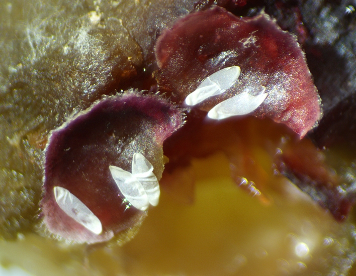 Silba adipata McAlpine : 5 chorions r�partis sous 2 �cailles ostiolaires d'une figue immature rougie.