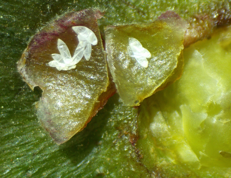 Silba adipata McAlpine : 8 chorions diss�min�s sous 2 �cailles ostiolaires d'une figue immature.