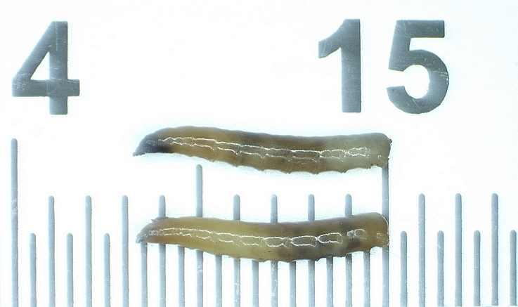 Mesure des 2 larves mortes extraites de l'�bauche de trou �largie par l'observateur.: 6,5 mm de longueur.