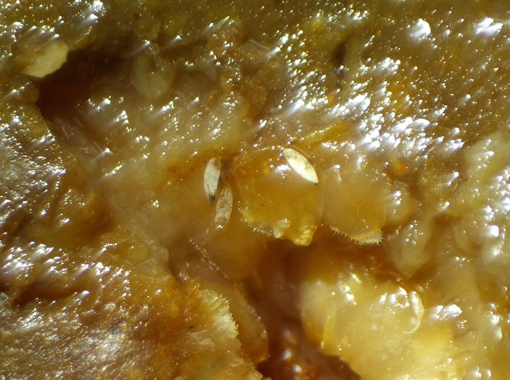 3 chorions de Silba adipata McAlpine et 1 chorion de Drosophila suzukii Matsumura dans la r�gion ostiolaire de la figue m�re D3.