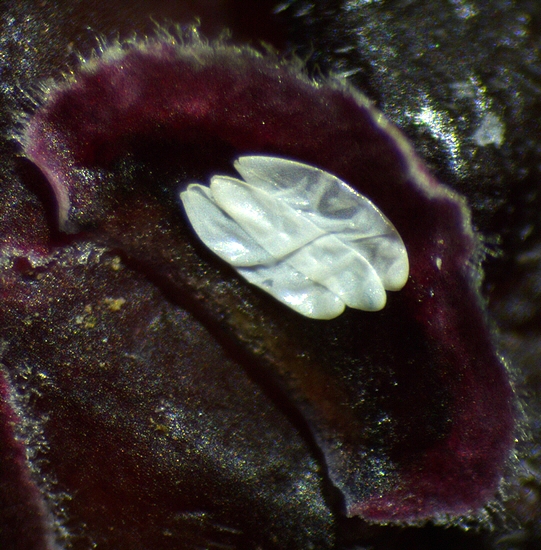Silba adipata McAlpine : 3 chorions group�s sous une �caille ostiolaire d'une figue immature rougie 'Grise de la Saint-Jean'. 