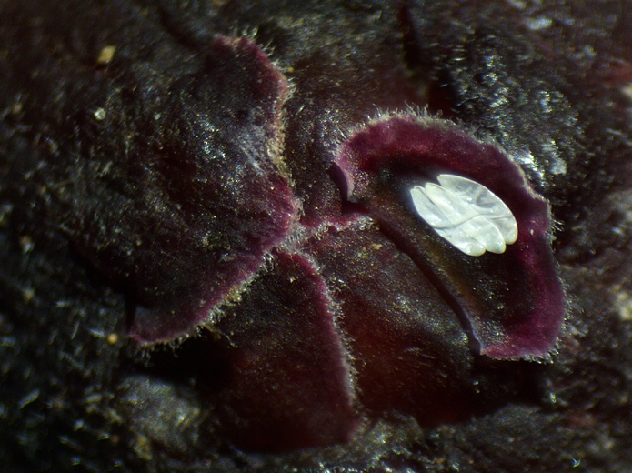 Silba adipata McAlpine : 3 chorions sous une �caille ostiolaire d'une figue immature.
