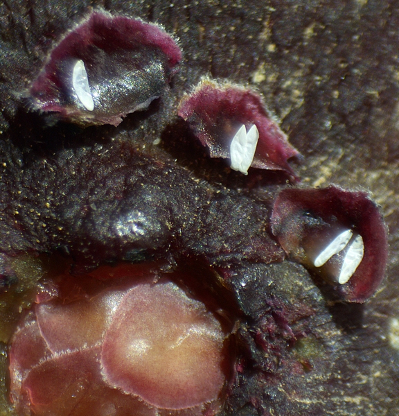 Silba adipata McAlpine : figue immature rougie contenant 5 chorions r�partis sous 3 �cailles ostiolaires.