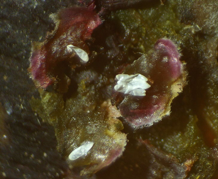 Silba adipata McAlpine : 5 chorions r�partis sous 3 �cailles ostiolaires d'une figue immature rougie.